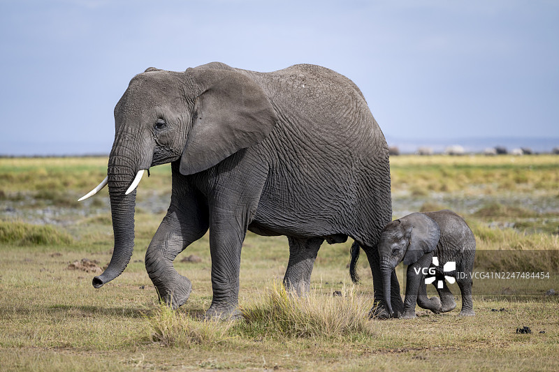 非洲象（Loxodonta africana）与幼象和象妈妈，安博塞利国家公园，裂谷省，肯尼亚图片素材