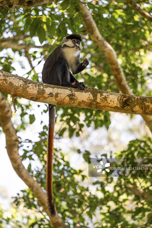 红尾猴或刚果白鼻猴（Cercopithecus ascanius schmidti），基巴莱国家公园，乌干达图片素材