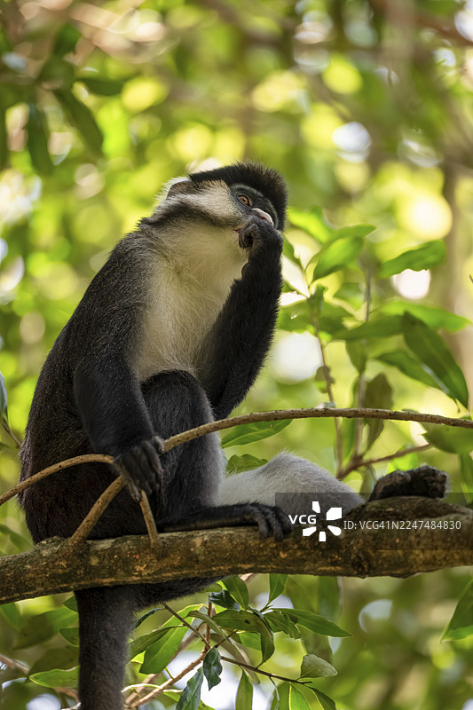 红尾猴或刚果白鼻猴（Cercopithecus ascanius schmidti），基巴莱国家公园，乌干达图片素材