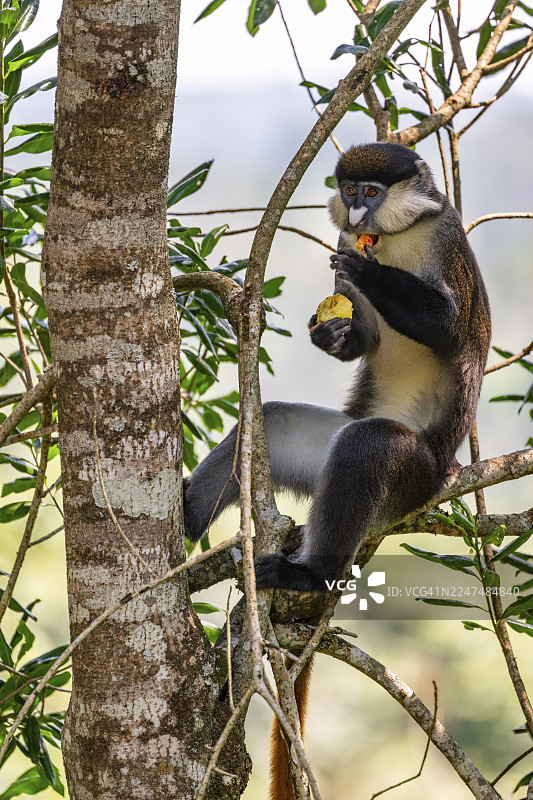 红尾猴，也称刚果白鼻猴（Cercopithecus ascanius schmidti），位于乌干达基巴莱国家公园图片素材