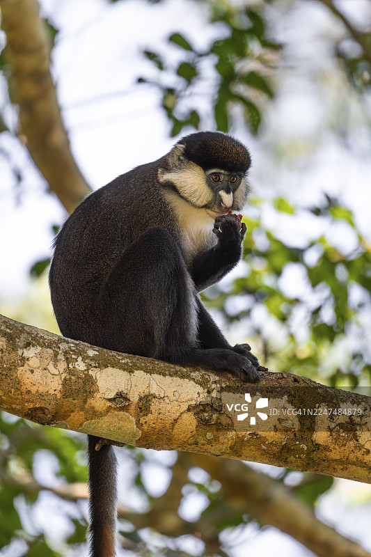 红尾猴或刚果白鼻猴（Cercopithecus ascanius schmidti），基巴莱国家公园，乌干达图片素材