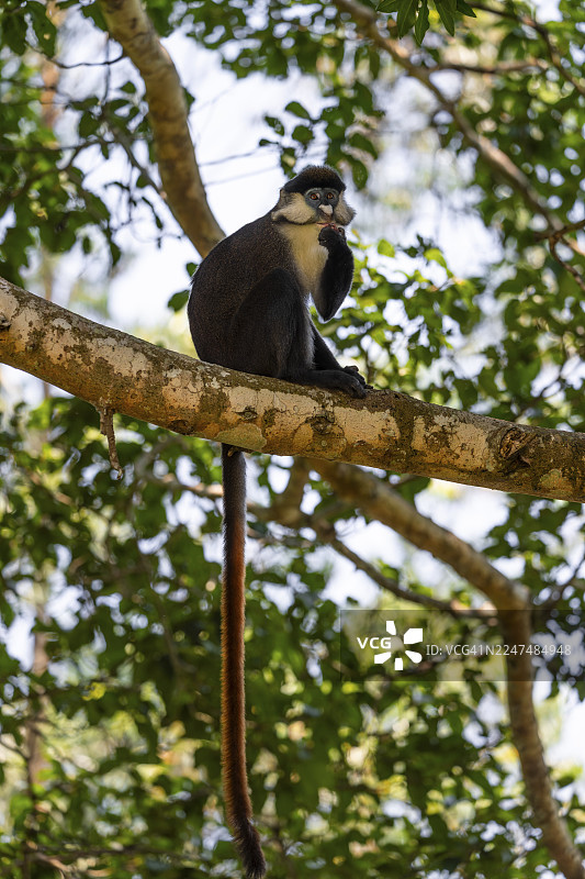 红尾猴或刚果白鼻猴（Cercopithecus ascanius schmidti），基巴莱国家公园，乌干达图片素材