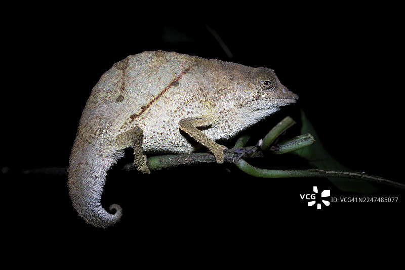 佐木巴侏儒变色龙 (Rieppeleon brachyurus)，夜间在树枝上的白色变色龙，坦桑尼亚坦噶东乌萨姆巴拉山脉阿马尼自然森林保护区图片素材