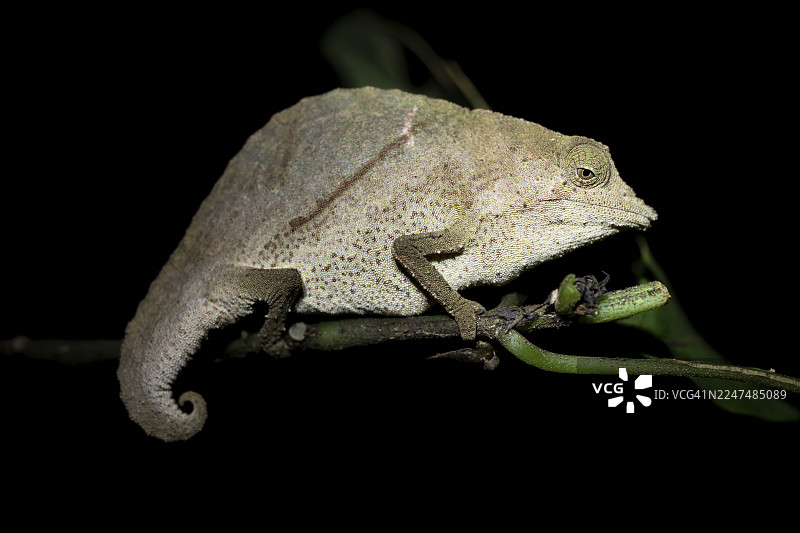 宗巴侏儒变色龙 (Rieppeleon brachyurus)，夜间栖息在树枝上的白色变色龙，阿马尼自然森林保护区，东部乌萨姆巴拉山脉，坦噶，坦桑尼亚图片素材