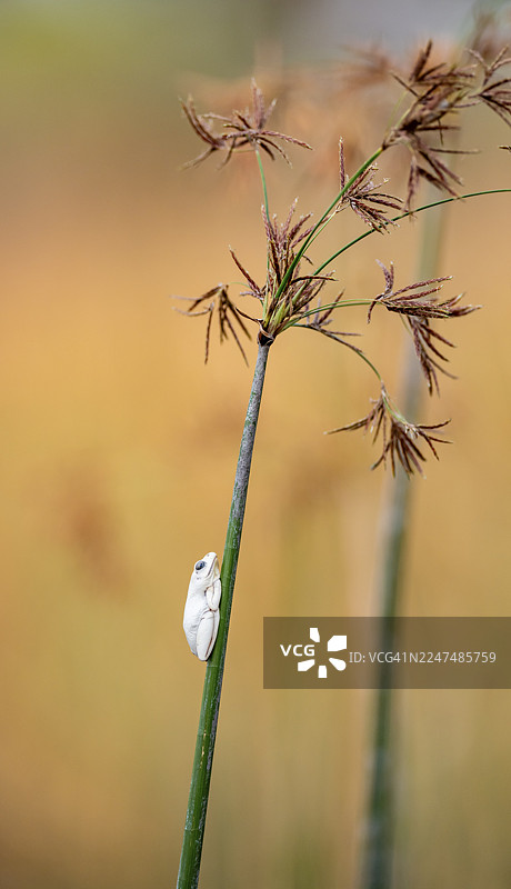 大理石纹蛙(Hyperolius marmoratus),一只白蛙坐在一张纸莎草上,博茨瓦纳,莫雷米保护区,奥卡万戈三角洲,Xakanaxa泻湖图片素材