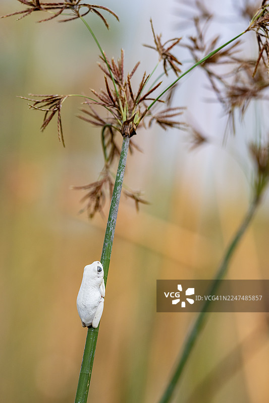 大理石纹蛙（Hyperolius marmoratus），一只白蛙坐在一张纸莎草上，位于博茨瓦纳莫雷米保护区卡卡纳克萨泻湖。图片素材