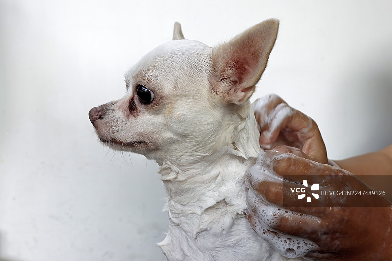 特写：一只白色吉娃娃犬正在接受洗浴，身上沾满了泡沫图片素材