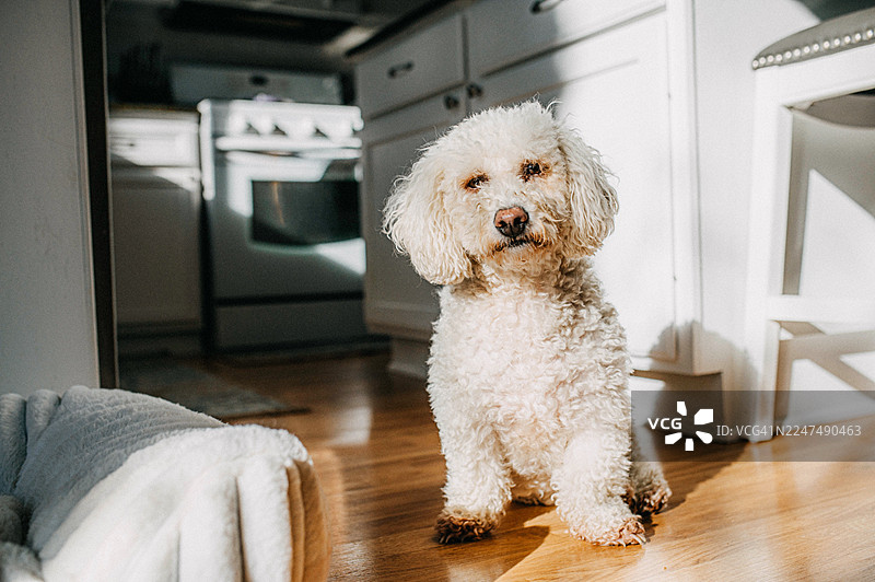 一只毛茸茸卷毛的小狗坐在厨房的硬木地板上，沐浴在阳光中图片素材