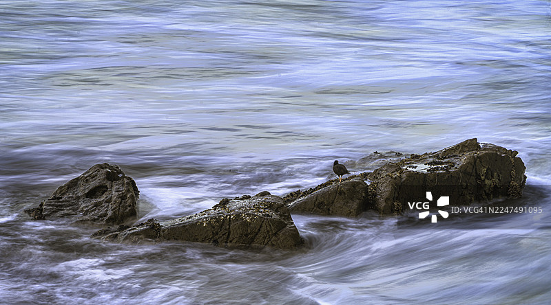加利福尼亚州莫罗贝的埃斯特罗湾，黎明时分岩石上的鸟图片素材