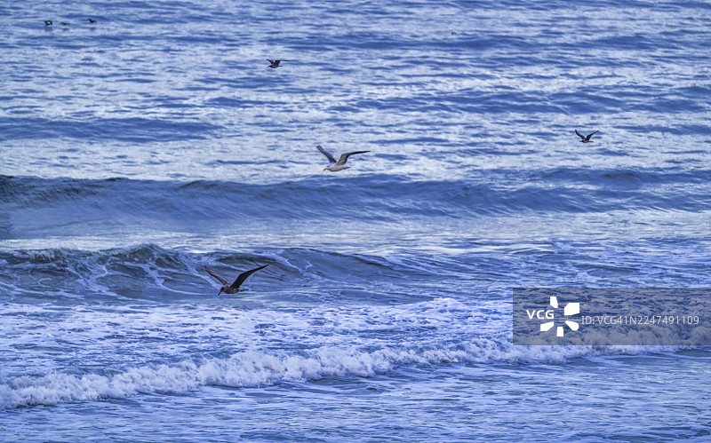 加利福尼亚州莫罗贝海鸟飞越太平洋图片素材