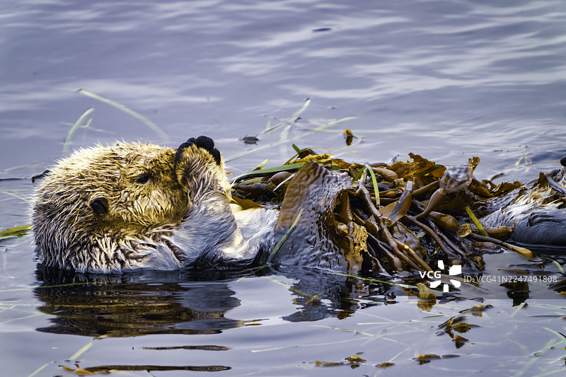 海獭裹着海带，莫罗贝，圣路易斯-奥比斯波县，加利福尼亚州图片素材