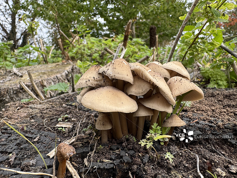 特写镜头：一簇野生蘑菇生长在自然户外环境中的腐烂树桩上图片素材