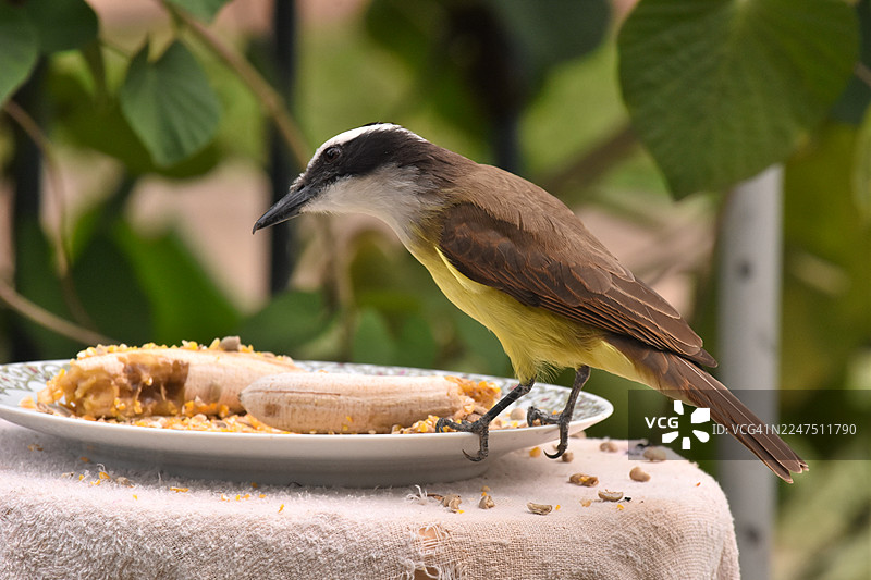 特写：一只大金翅雀在户外自然光下，栖息在桌子上，旁边放着一盘香蕉和种子。图片素材