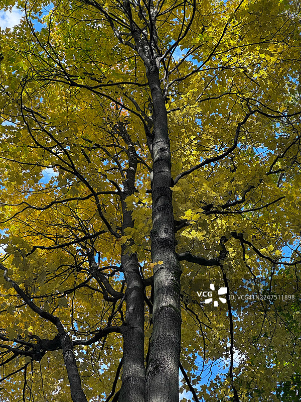 从低角度拍摄的参天大树，金黄色的秋叶在晴朗的蓝天下格外醒目，展现了秋天的美丽，加拿大金斯顿，斯泰普尔斯图片素材