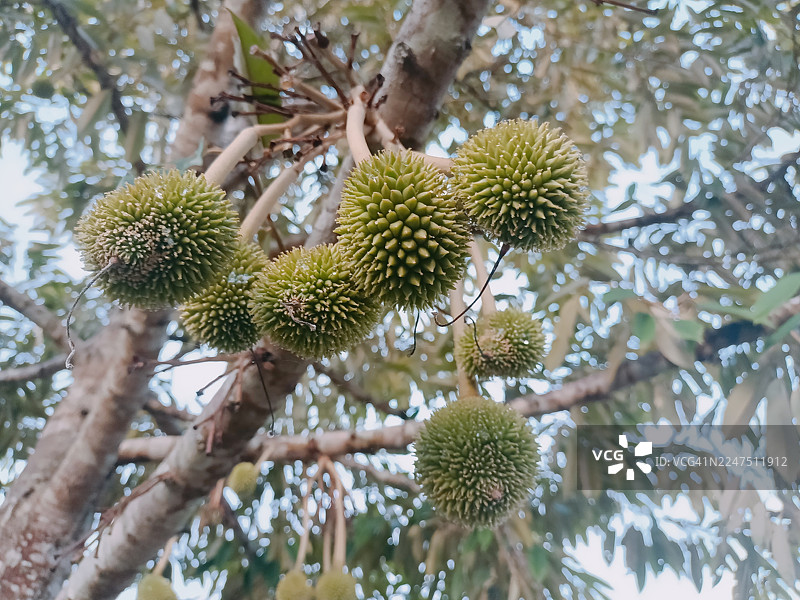 热带果园里，树枝上生长着榴莲幼果的低角度视图图片素材
