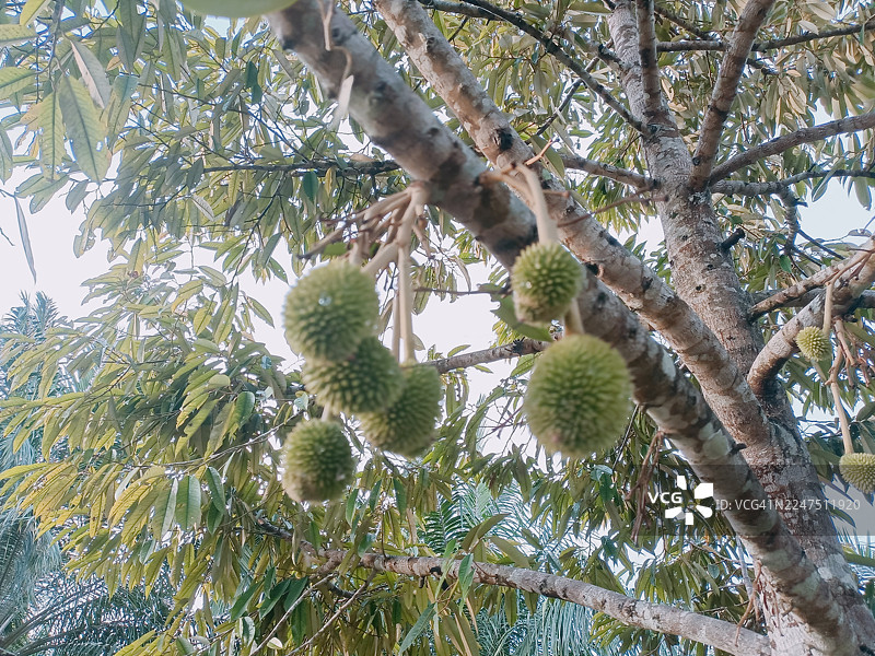热带果园中，从树枝上垂下的年轻榴莲的低角度视图图片素材