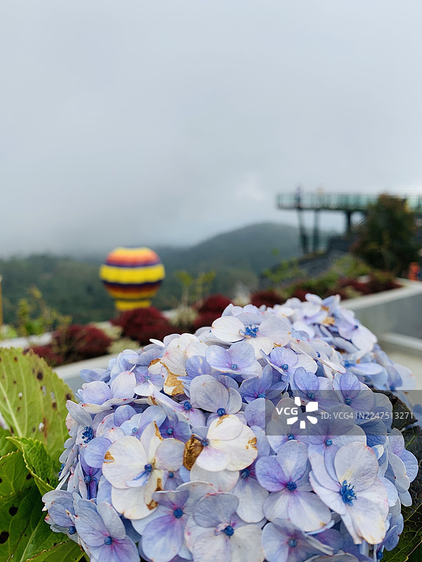背景是色彩缤纷的热气球和山峦景色，前景是鲜艳的蓝白绣球花特写。图片素材