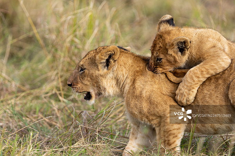 一只幼狮幼崽在草原的草丛中顽皮地咬着它母亲的背图片素材