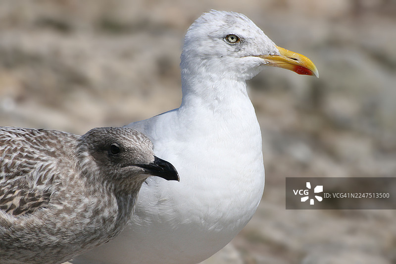 近景拍摄了两只海鸥，一只成鸟和一只幼鸟，它们栖息在岸边，背景模糊。图片素材