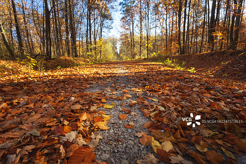 阳光明媚的森林小路，铺满生机勃勃的秋叶，通向远方，高大的树木在晴朗的天空下构成了画面的框架，波兰，诺维尼图片素材