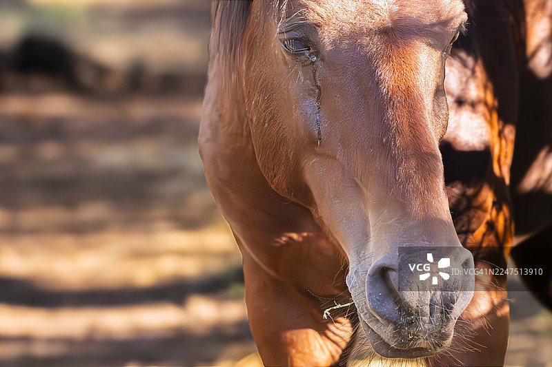 特写：一匹马站在田野里，沐浴在温暖的阳光下图片素材