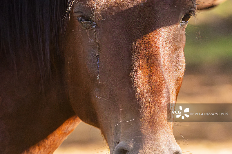 特写镜头，一匹马脸上带着泪痕，望向别处图片素材