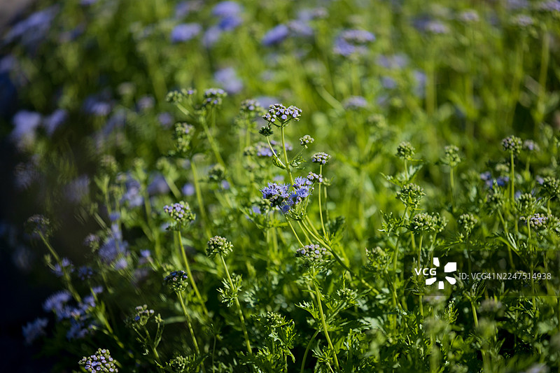 阳光明媚的日子里，在生机勃勃的绿色田野中，紫色的鲜艳花朵特写镜头图片素材