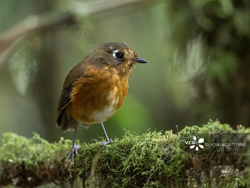 一只色彩鲜艳的红腹鹀（Rufous-backed Robin）栖息在长满苔藓的树枝上，背景是茂密的森林环境，特写镜头图片素材