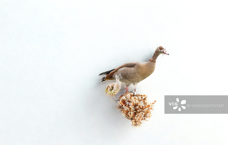 俯视视角拍摄的埃及雁和一只幼雁，它们栖息在植物上，背景为白色。图片素材