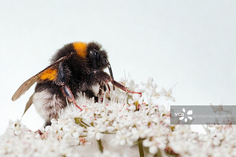 特写：一只大黄蜂在明亮的背景下采集娇嫩的白色花朵图片素材