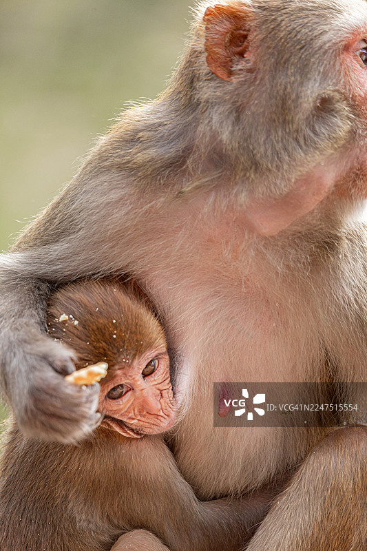 特写镜头：一只恒河猴幼崽依偎在母亲怀中，手里拿着食物图片素材