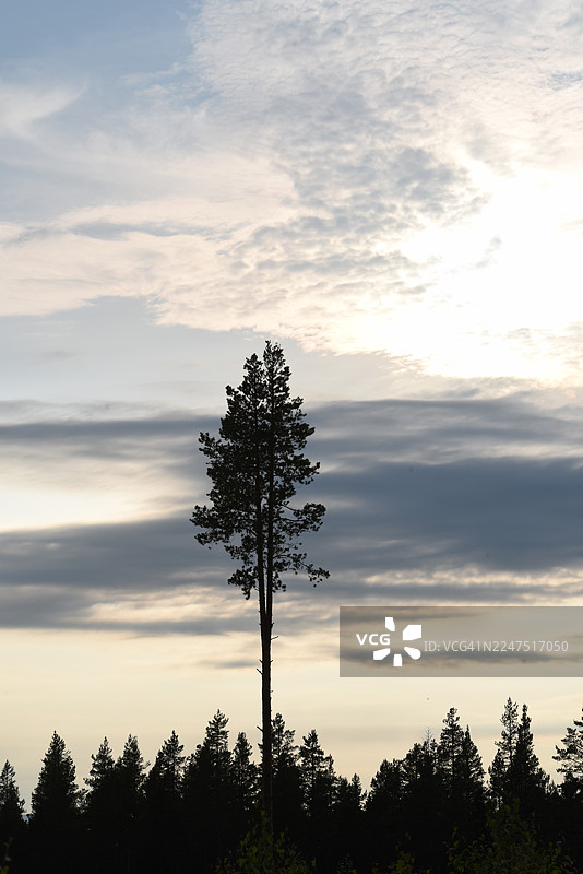 瑞典哈姆拉日落时分，剪影树木的低角度仰视图图片素材