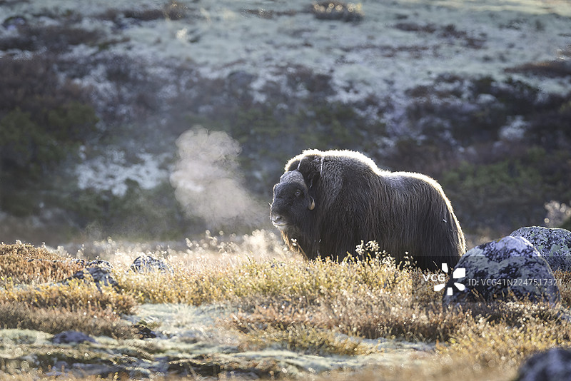 挪威冬季，麝牛在冰冷霜冻的田野里呼出蒸汽图片素材