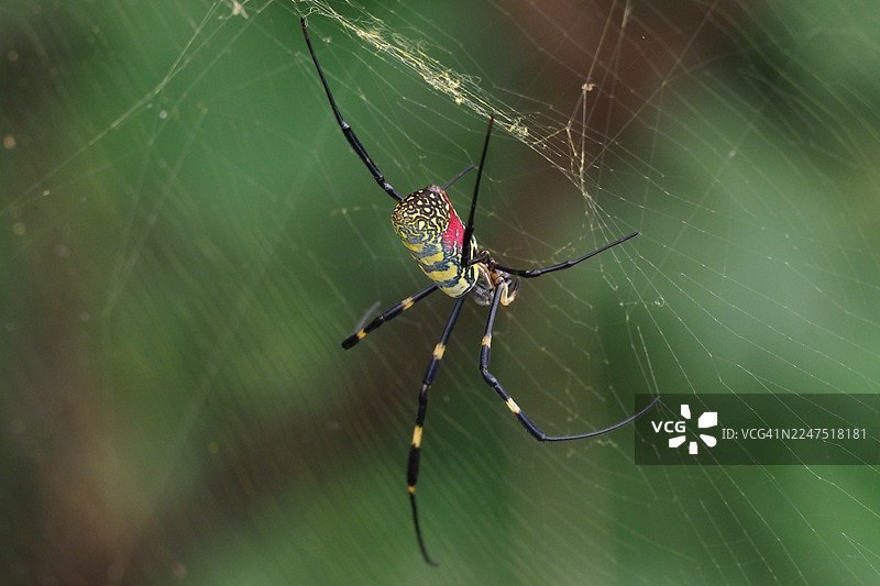 自然环境中，一只生机勃勃的蜘蛛在其错综复杂的网上特写图片素材