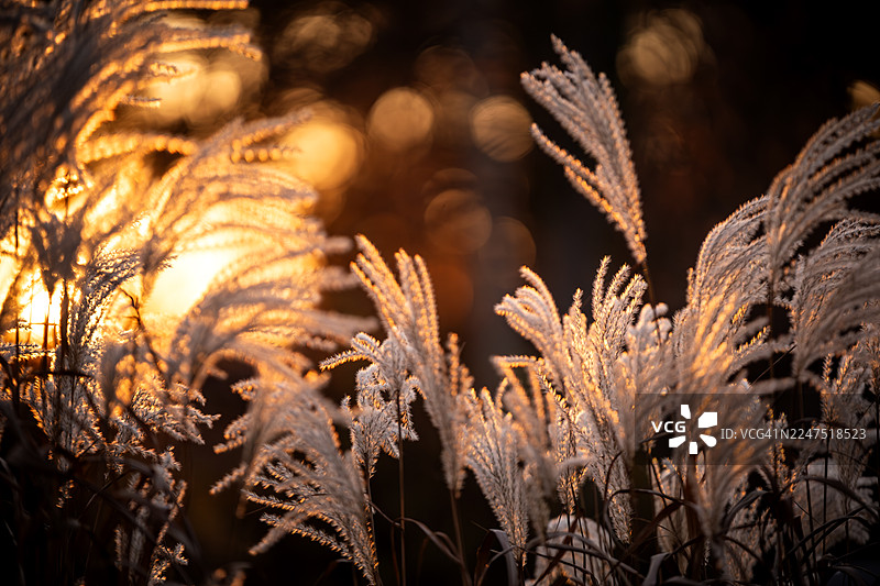 夕阳余晖中的观赏草  'Memory' 芒图片素材