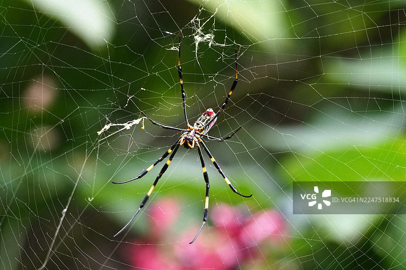 特写镜头：一只充满活力的蜘蛛在茂密的自然环境中精心编织它的网图片素材