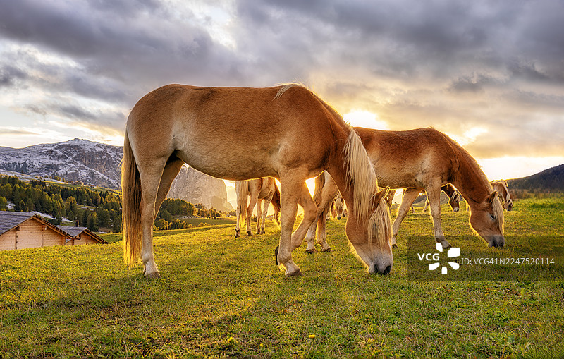 夕阳映照下，马匹在郁郁葱葱的绿色田野上吃草，背景是连绵的山峦。图片素材