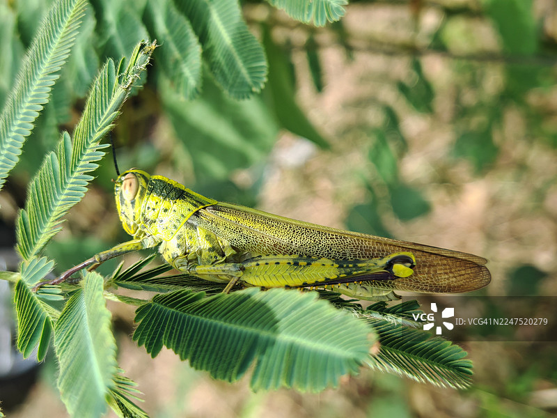 特写：一只绿色蚱蜢栖息在自然界的一根植物枝条上图片素材