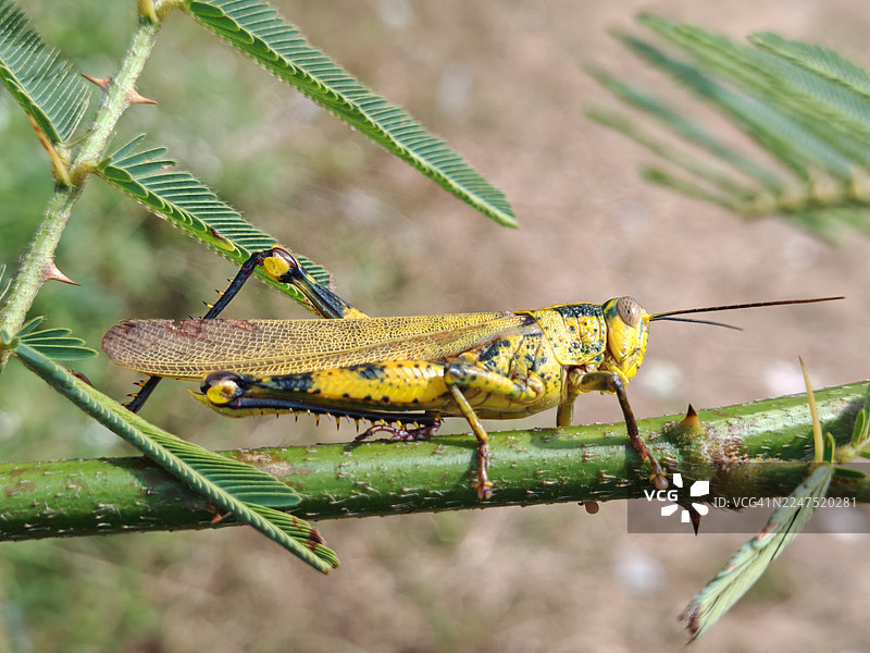 自然界中，一只生机勃勃的黄黑相间蚱蜢栖息在多刺的绿色植物茎上的特写图片素材