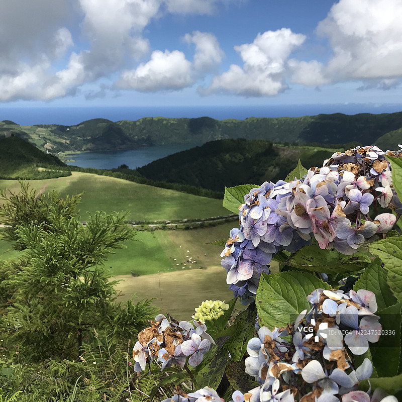 蓝天下的火山湖宁静风景，绣球花在两侧绽放图片素材