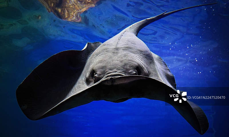 深邃蓝色的海水里，一只巨大的鳐鱼优雅地游弋，特写镜头图片素材