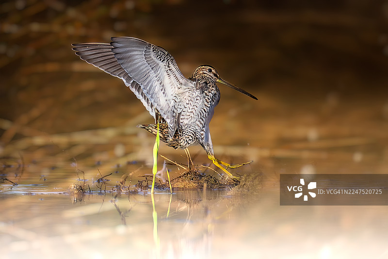 一只张开翅膀的鸟站在浅水中，准备起飞或降落的特写图片素材