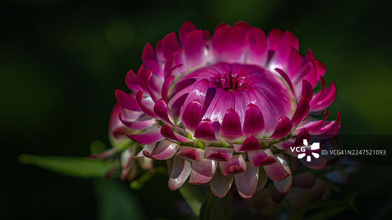 特写一朵盛开的鲜艳粉色蜡花，背景为深色，展示了其精致的花瓣和浓郁的色彩图片素材