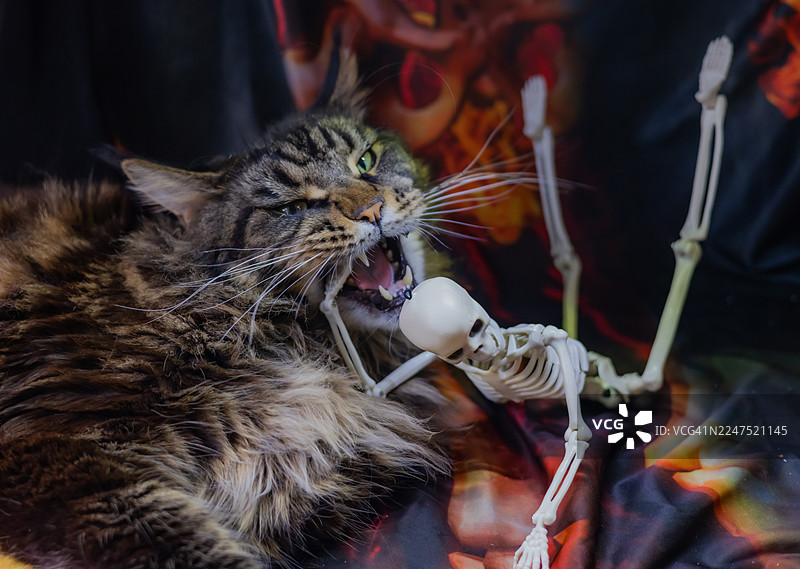 一只缅因猫玩着骷髅玩具的特写，展现了它顽皮而凶猛的一面图片素材