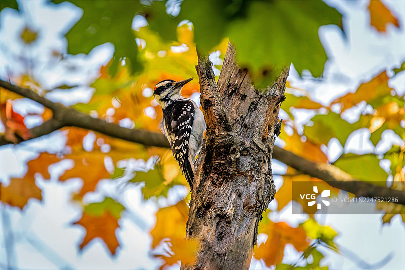 一只羽斑啄木鸟栖息在树干上，背景是鲜艳的秋叶，它独特的黑白羽毛和红色头冠在色彩斑斓的叶子模糊的背景下格外显眼。图片素材