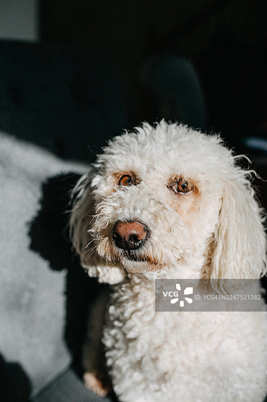 一只白色的卷毛贵宾犬坐在沙发上，半边脸被阳光照亮。图片素材