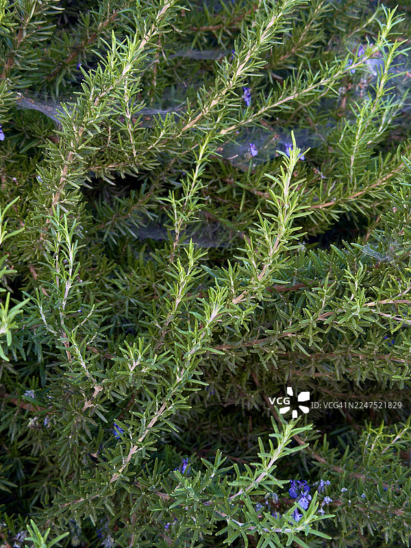 新鲜迷迭香植物的特写全景镜头，带有紫色小花和精致的蜘蛛网图片素材