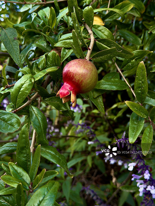 特写：一串鲜艳的石榴果实挂在枝头，周围环绕着茂密的绿叶，背景中的紫色小花柔焦处理。图片素材