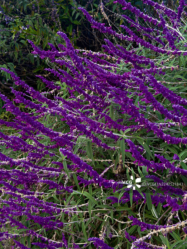 郁郁葱葱的绿色田野中生机勃勃的紫色开花植物图片素材