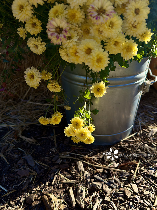 阳光下，生机勃勃的黄色菊花从金属桶中倾泻而出，散落在覆盖着地膜的地面上，这是花朵的特写。图片素材